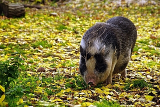 schwein1
