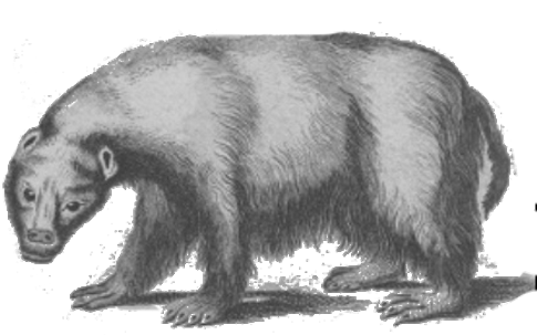 bär